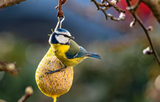 Blaumeise an einer Futterkugel