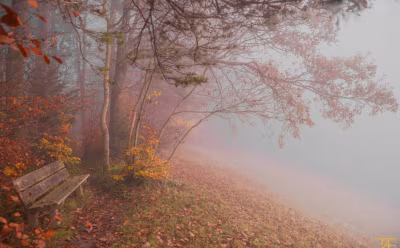 Holzbank am Waldrand im Herbst. Nebelverhangen